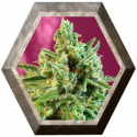 S.A.D. CBD 3 semillas Sweet Seeds