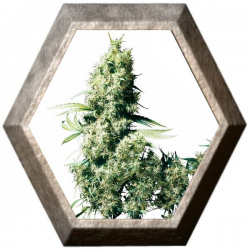 Jamaican Pearl 3 semillas Sensi Seeds SENSI SEEDS SENSI SEEDS