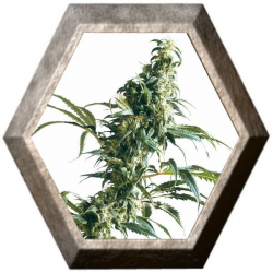 Mexican Sativa 3 semillas Sensi Seeds SENSI SEEDS SENSI SEEDS