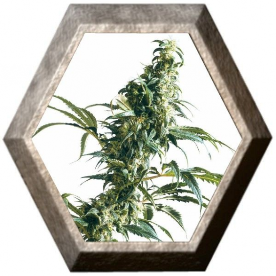 Mexican Sativa 3 semillas Sensi Seeds SENSI SEEDS SENSI SEEDS