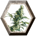 Mexican Sativa 3 semillas Sensi Seeds