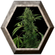 Pineapple Express Auto 1 semilla Barney's Farm Seeds BARNEY´S FARM SEEDS  BARNEY´S FARM