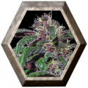 Ayahuasca Purple 1 semilla Barney´s Farm Seeds