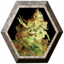 Red Dragon 1 semilla Barney's Farm Seeds