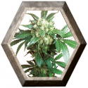 Black Domina 3 semillas Sensi Seeds