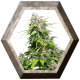 California Indica 3 semillas Sensi Seeds SENSI SEEDS SENSI SEEDS