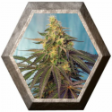 Cream Caramel CBD 3 semillas Sweet seeds