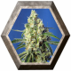 Green Poison CBD 3 semillas Sweet Seeds SWEET SEEDS  SWEET SEEDS