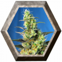 Ice Cool CBD 3 semillas Sweet Seeds