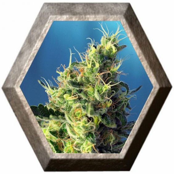 Sweet Pure CBD 3 semillas Sweet Seeds SWEET SEEDS  SWEET SEEDS