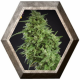 Amnesia Haze Ultra CBD 3 semillas Elite Seeds ELITE SEEDS ELITE SEEDS