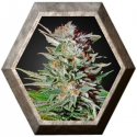 Super Lemon Haze Auto 1 semilla Green House Seeds