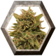 Blueberry OG 1 semilla Barney´s Farm Seeds BARNEY´S FARM SEEDS  BARNEY´S FARM