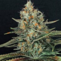 Viuda Blanca CBD 1 semilla Venus Seeds