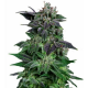 Auto Widow 3 semillas Gea Seeds  GEA SEEDS