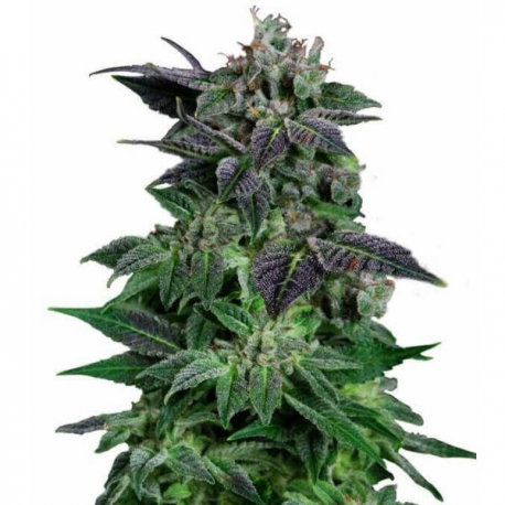 Auto Widow 3 semillas Gea Seeds  GEA SEEDS