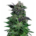 Auto Widow 3 semillas Gea Seeds