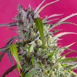 Crystal Candy Auto 3 semillas Sweet Seeds SWEET SEEDS  SWEET SEEDS