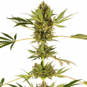 Himalayan CBD 1 semilla Sensi Seeds