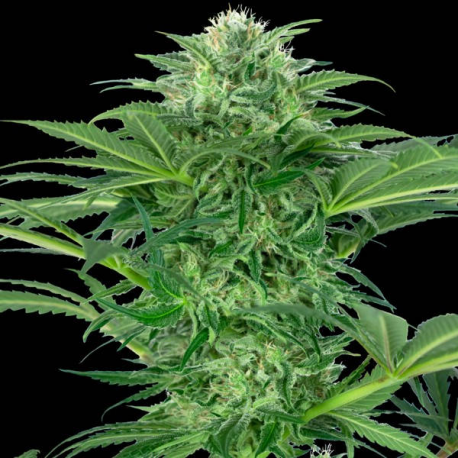 Skunk Dream CBD 1 semilla Sensi Seeds SENSI SEEDS SENSI SEEDS