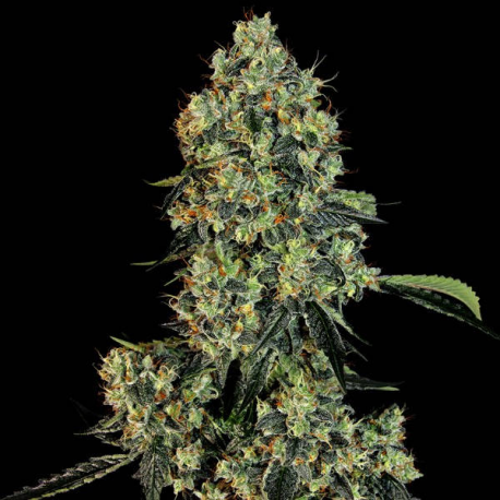 OG Kush 1 semilla White Label SENSI SEEDS SENSI SEEDS