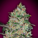 Bubble Gum Fast  semilla 00 Seeds Bank