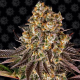 Gelato 45 1 semilla Barney´s Farm Seeds BARNEY´S FARM SEEDS  BARNEY´S FARM