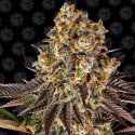 Gelato 45 1 semilla Barney´s Farm Seeds