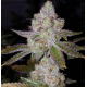 PURPLE SHERBET a granel ( 80% indica 20% sativa 20-25% THC )  Inicio