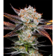 Banana Punch 3 semillas Gea Seeds  GEA SEEDS