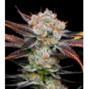 Banana Punch 3 semillas Gea Seeds