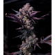 Black Cookies 3 semillas Gea Seeds  GEA SEEDS