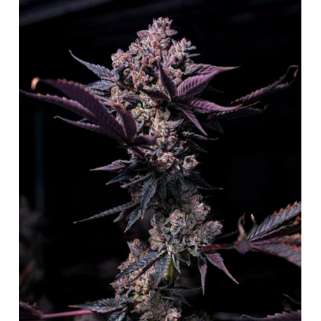 Black Cookies 3 semillas Gea Seeds  GEA SEEDS