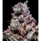 Gelato Sherb 3 semillas Gea Seeds  GEA SEEDS