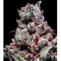 Gelato Sherb 3 semillas Gea Seeds