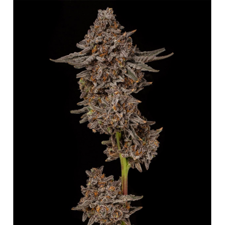 Gealousy 3 semillas Gea Seeds  GEA SEEDS