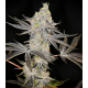 Kush Mints 3 semillas Gea Seeds  GEA SEEDS