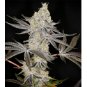 Kush Mints 3 semillas Gea Seeds