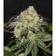 La Bomba 3 semillas Gea Seeds  GEA SEEDS