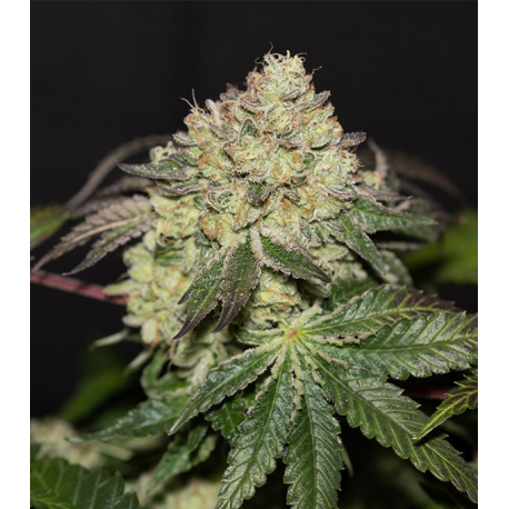 La Bomba 3 semillas Gea Seeds  GEA SEEDS