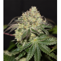 La Bomba 3 semillas Gea Seeds