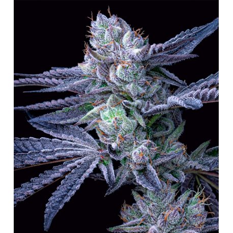 OG Runtz 3 semillas Gea Seeds  GEA SEEDS