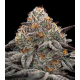 Oreoz 3 semillas Gea Seeds  GEA SEEDS