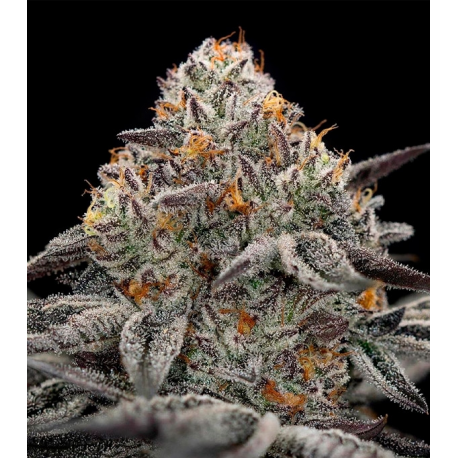 Oreoz 3 semillas Gea Seeds  GEA SEEDS