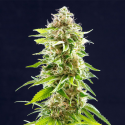 Cookies Haze 1 semilla Kannabia seeds