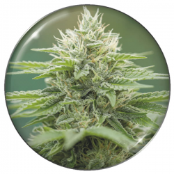 Eboshi CBG 3 semillas Medical Seeds MEDICAL SEEDS MEDICAL SEEDS