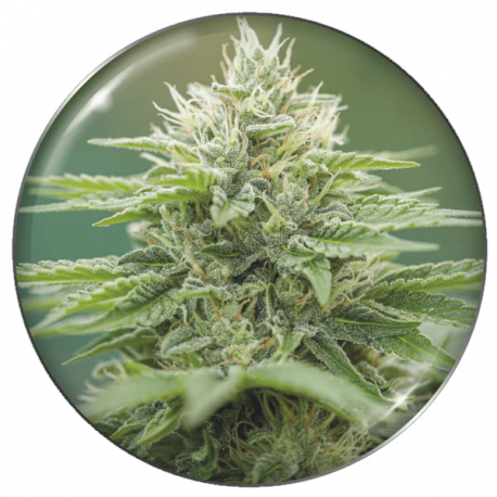 Eboshi CBG 3 semillas Medical Seeds MEDICAL SEEDS MEDICAL SEEDS