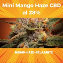 Flores CBD 28% + Nano 9 Mini Mango Haze 3gr Cannabis Innovation