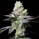 Wet Wet semilla Cookies Seed Bank  Cookies Seeds