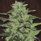 Malawi 1 semilla Ace Seeds ACE SEEDS ACE SEEDS